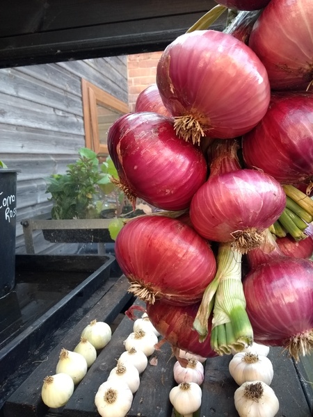 Allotment/Veg Patch Thread 14 ! growing into summer