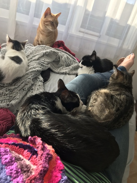 How many cats is too many cats?