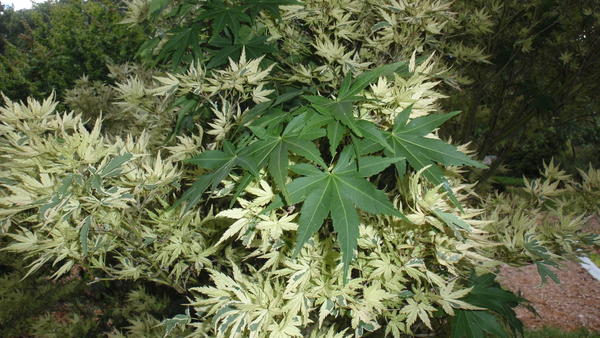 The new growth on my acer is losing its variegation
