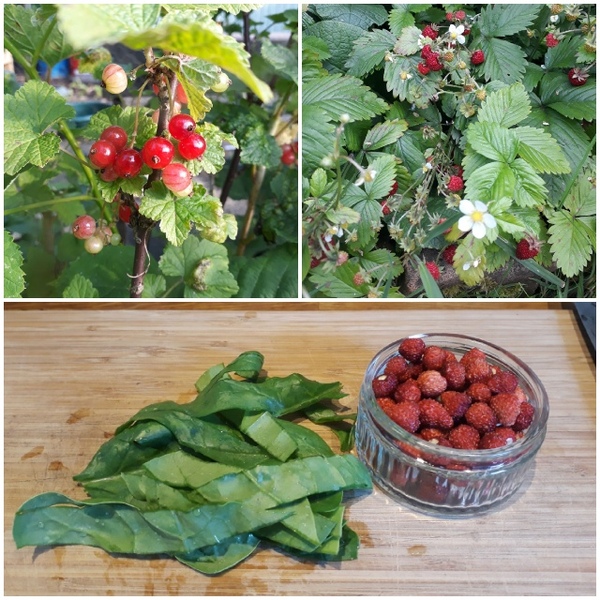 Allotment/Veg Patch Thread 14 ! growing into summer