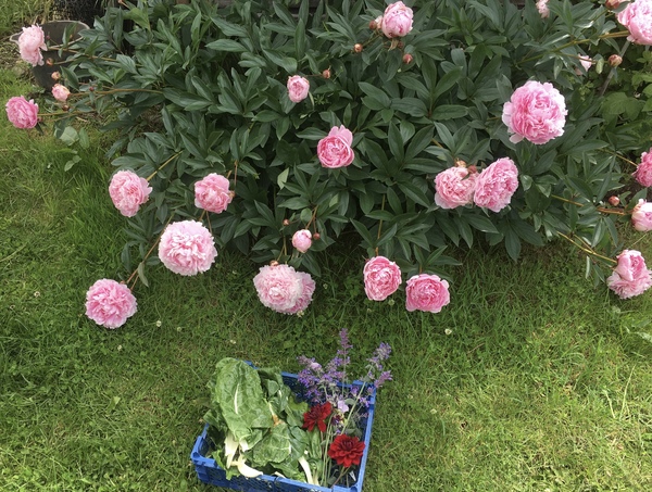 Allotment/Veg Patch Thread 14 ! growing into summer