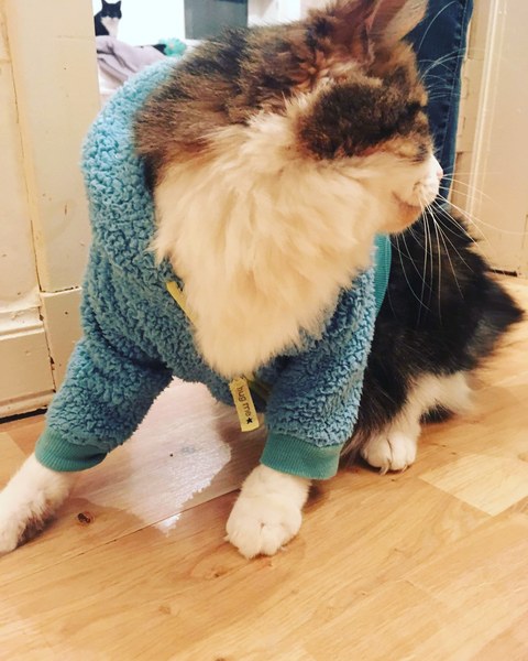 My cat has cancer, when to PTS?