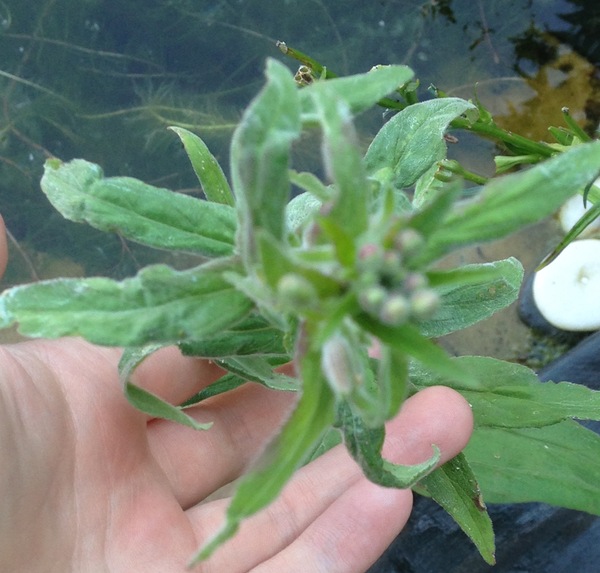 ID this pond plant?