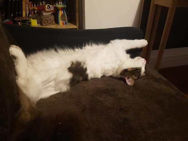 Picture of my fat cat on his back