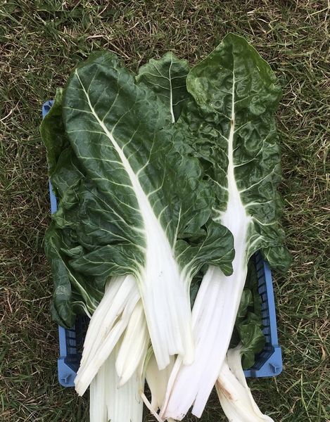 Allotment/Veg Patch Thread 14 ! growing into summer