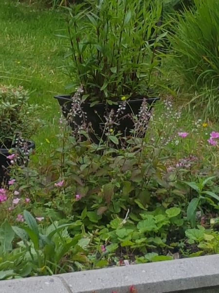 Is this a weed?