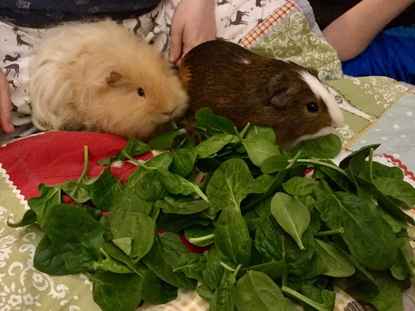 Pictures of your Guinea Pigs