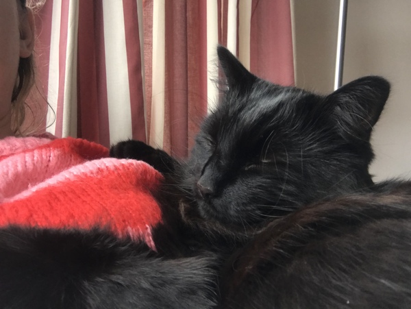 Should we be owned by one or two cats?