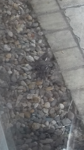 Blue tit flew into my window..