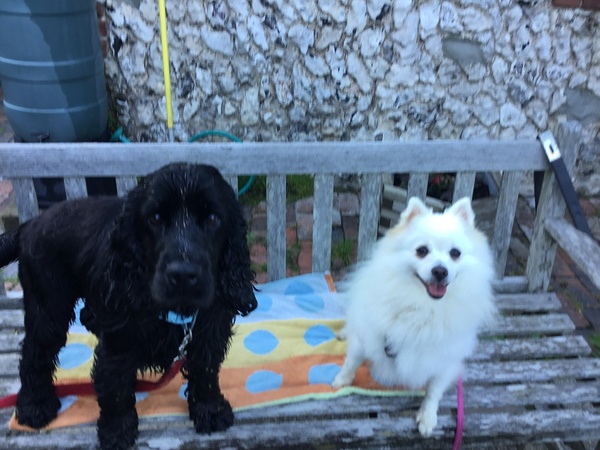 Tips for dog travelling long-haul as we move back to the U.K.