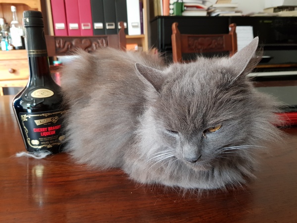 What's your DCat up to today? (Thread 7!)