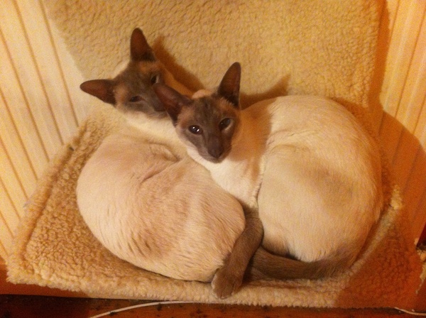 Next door's -thug- cat