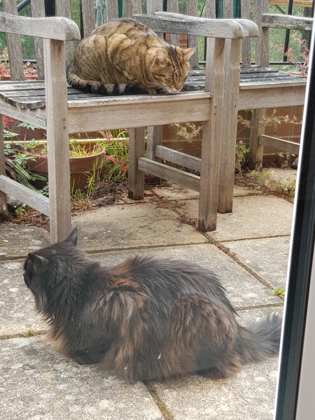 Next door's -thug- cat