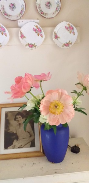 Anyone growing Coral Peonies?