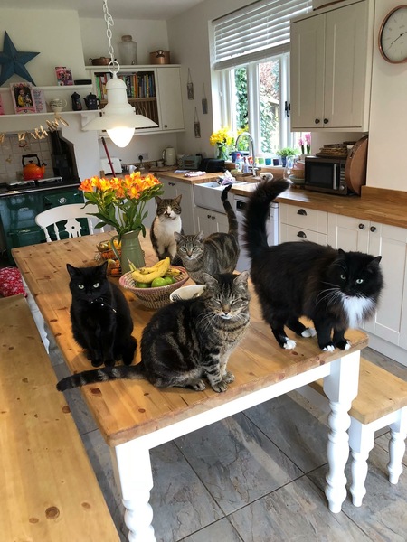 How many cats is too many cats?