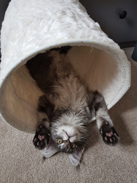 Very Confident New Kitten