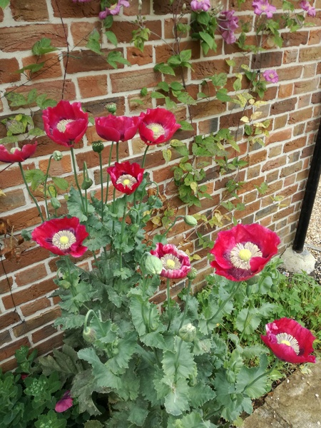 This plant has suddenly taken over my flower bed!