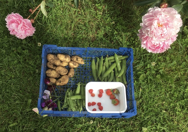 Allotment/Veg Patch Thread 14 ! growing into summer