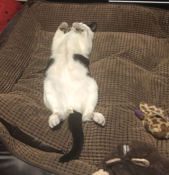 Picture of my fat cat on his back