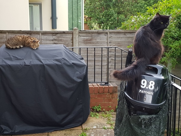 Next door's -thug- cat