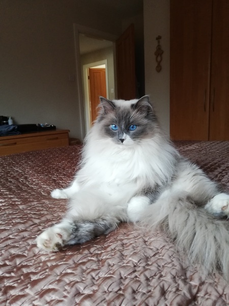 Talk to me about ragdolls