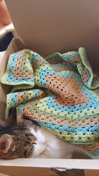 My cat has cancer, when to PTS?