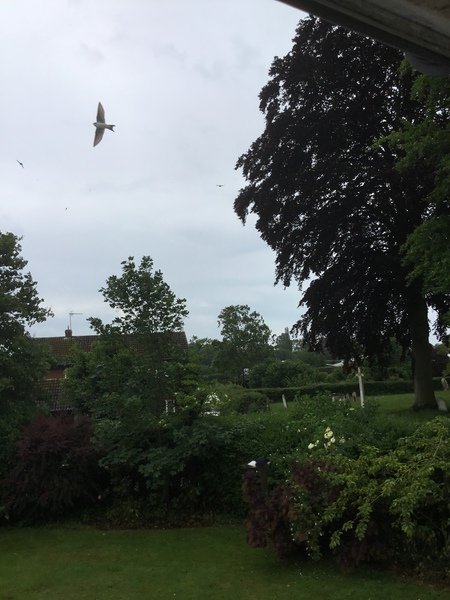 What birds do you get in your garden?
