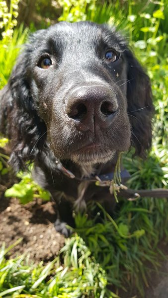 Next door's -thug- cat