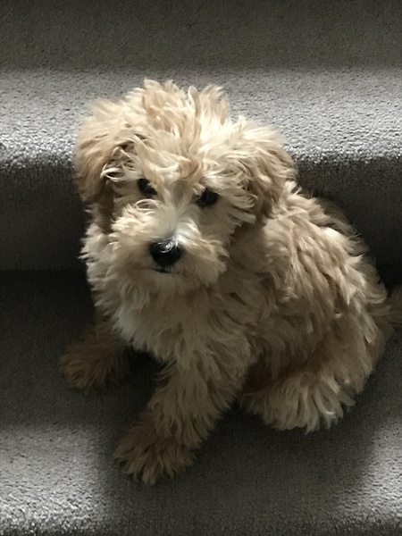 Young Puppy Support Group