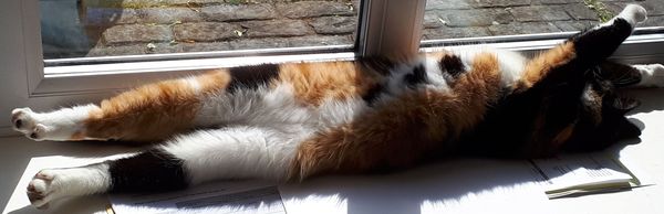 Best cat poses
