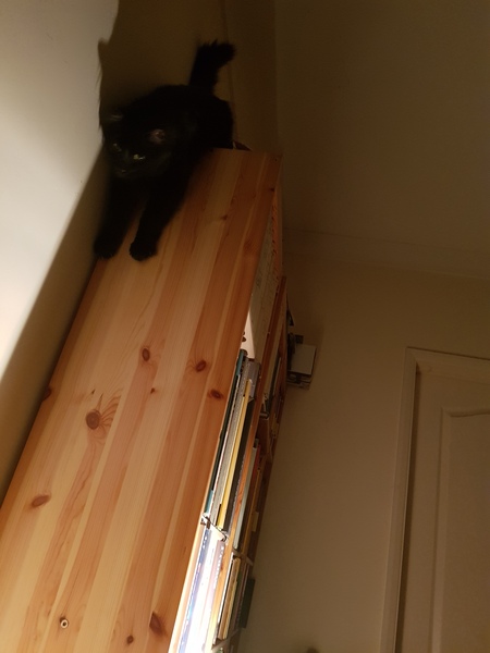 What's your DCat up to today? (Thread 7!)