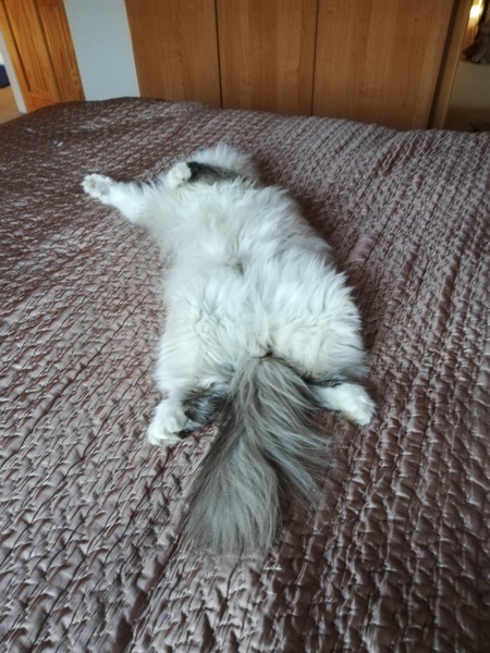 Picture of my fat cat on his back