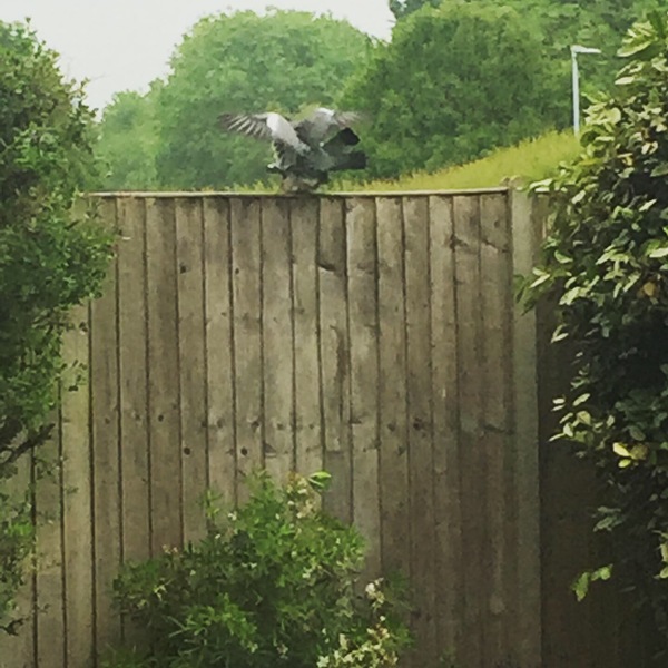 HELP! How to stop crows attacking my car?