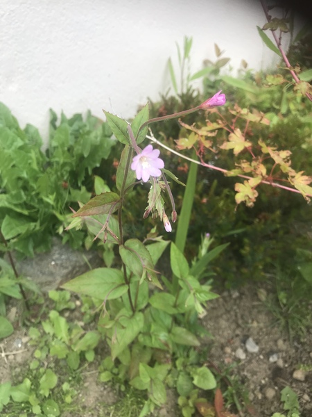 Is this a weed?