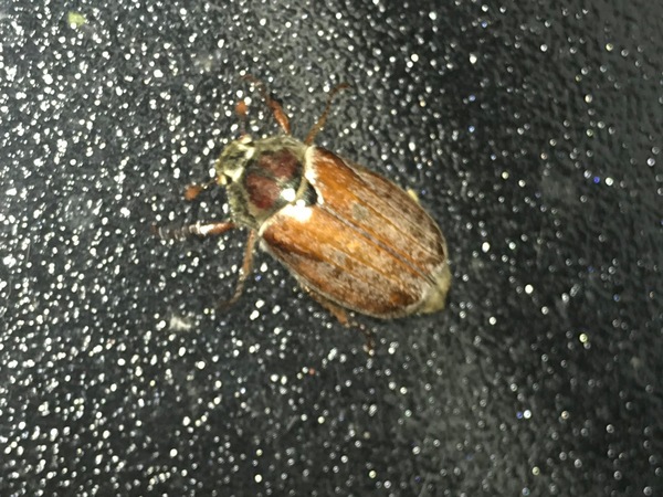 Anyone seeing a lot of billy witches this year?