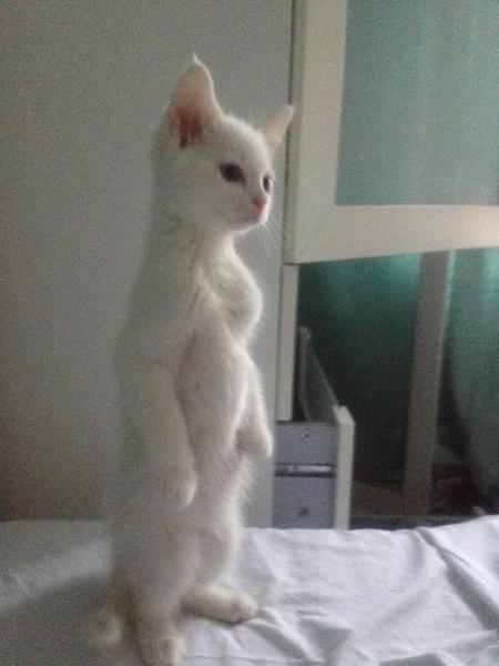Best cat poses