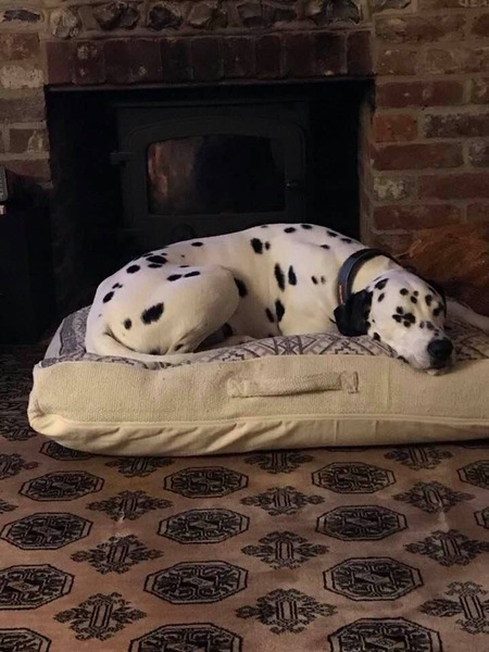 Rough collie or dalmatian - views please!