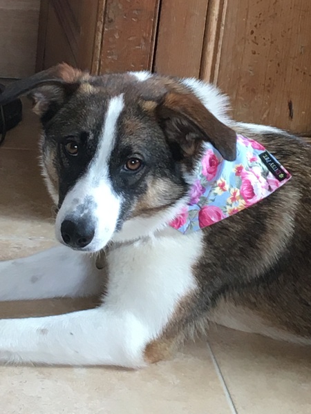 Meet my new dog