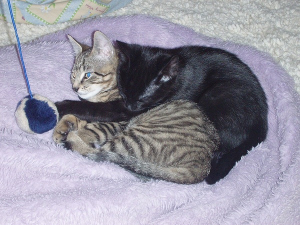AIBU to think my cat is the cutest !