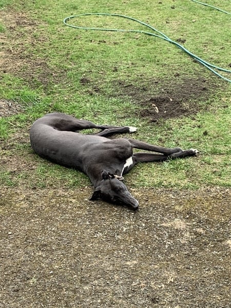 Shame your dog here