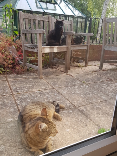 Next door's -thug- cat