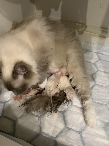Who wants a live birth thread?