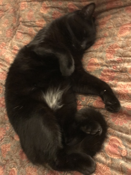 Picture of my fat cat on his back