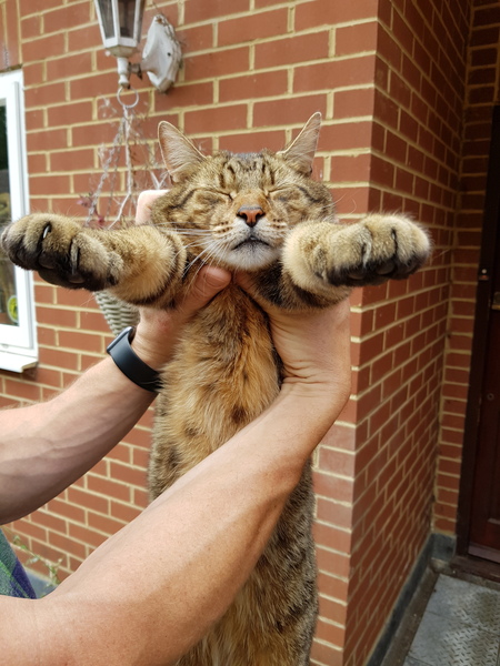 Next door's -thug- cat