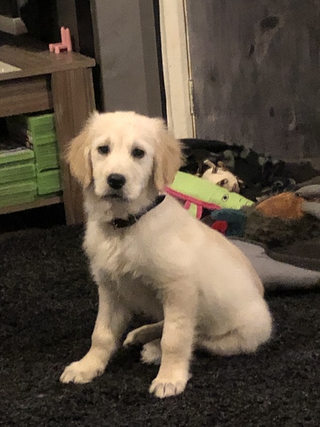 Young Puppy Support Group