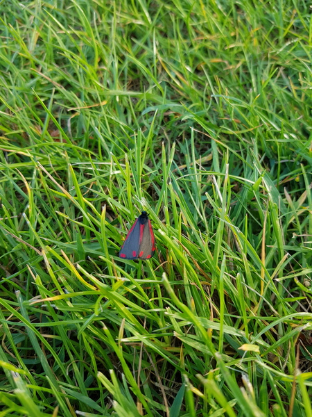 Any butterfly experts who can tell me what this butterfly is?