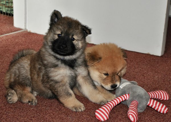 Can I show you my puppy to be?