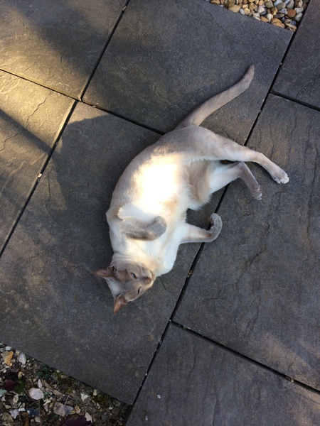 Westministenders: Another Thread, another Shit Show. Its Trump Week