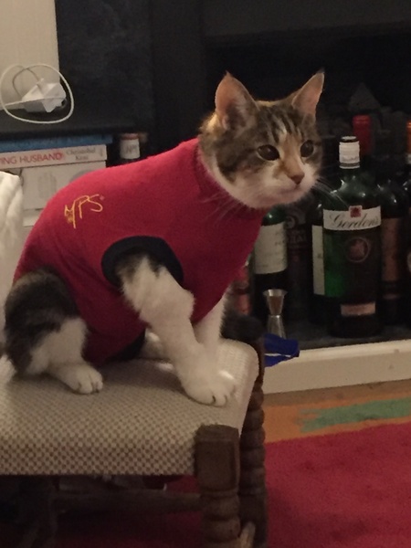 Cat hates her cone collar