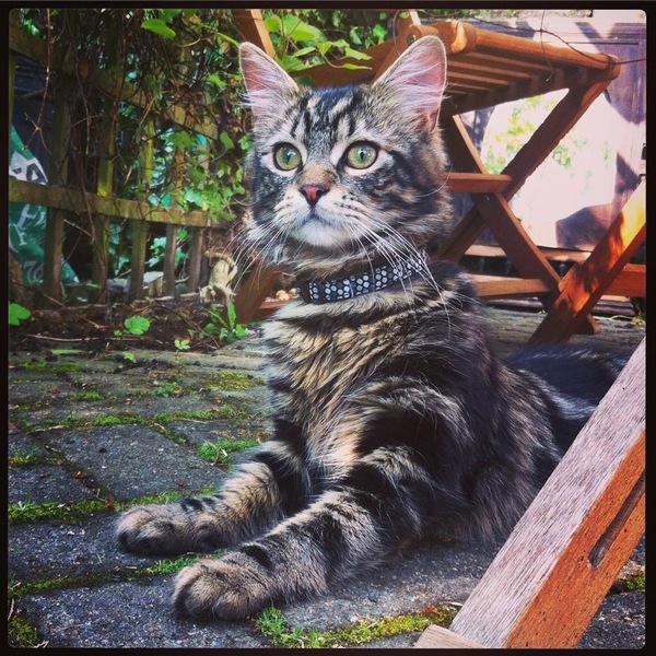 AIBU to think my cat is the cutest !